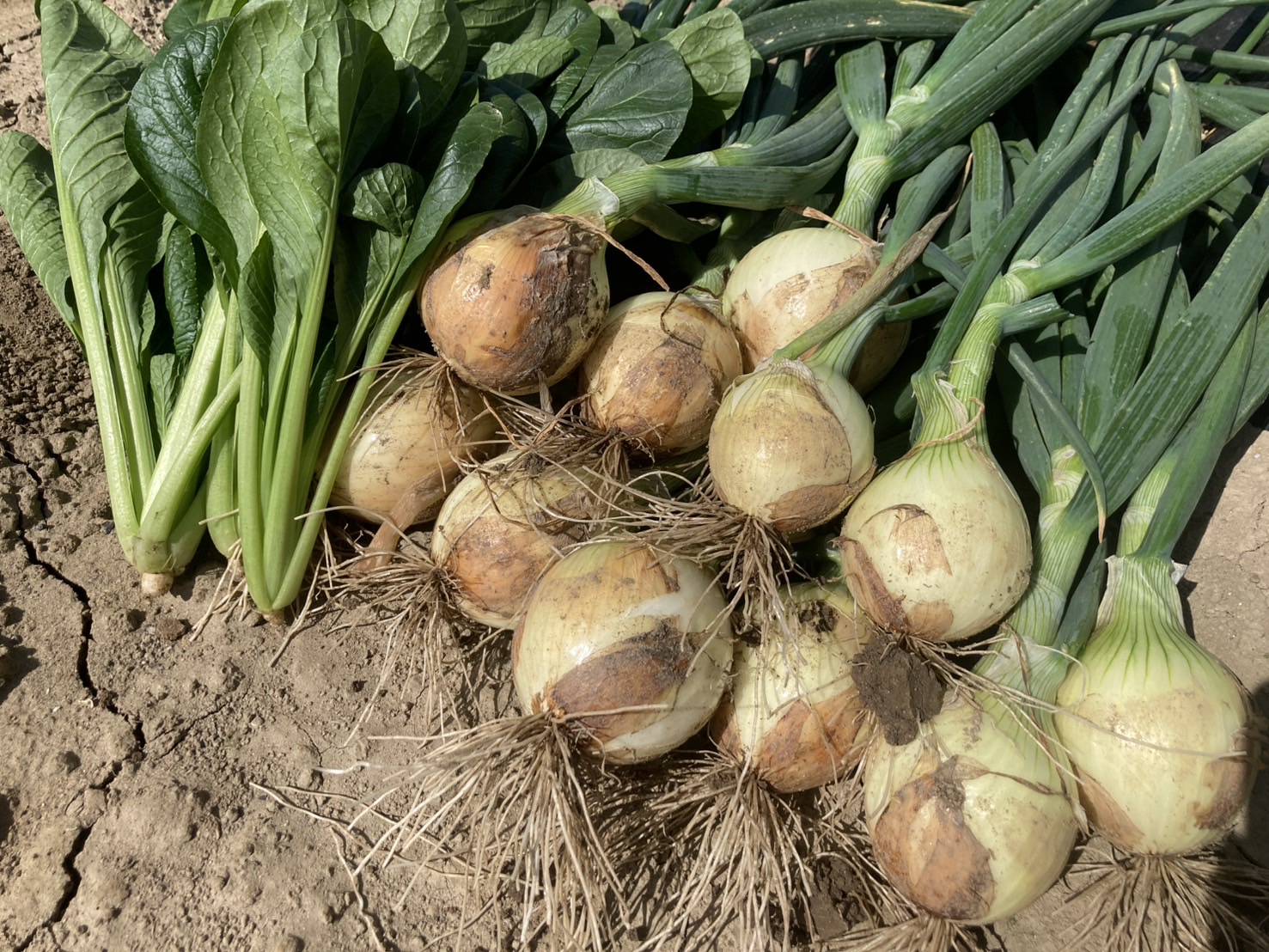 【たっぷり7kg！大満足の大きめ混合サイズ（20個前後入）】野菜ソムリエ厳選！たろちゃん農園の「旬の野菜宝箱」〜規格外だからお得！甘い玉ねぎ