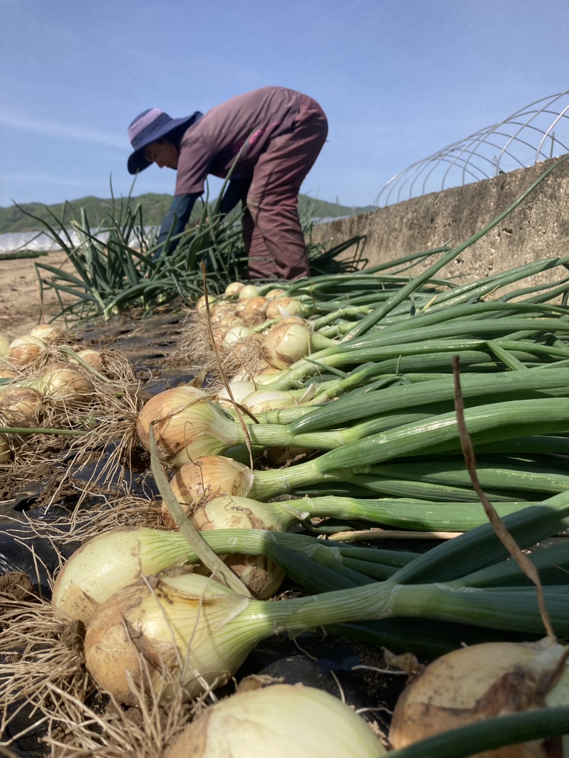 【たっぷり7kg！大満足の大きめ混合サイズ（20個前後入）】野菜ソムリエ厳選！たろちゃん農園の「旬の野菜宝箱」〜規格外だからお得！甘い玉ねぎ
