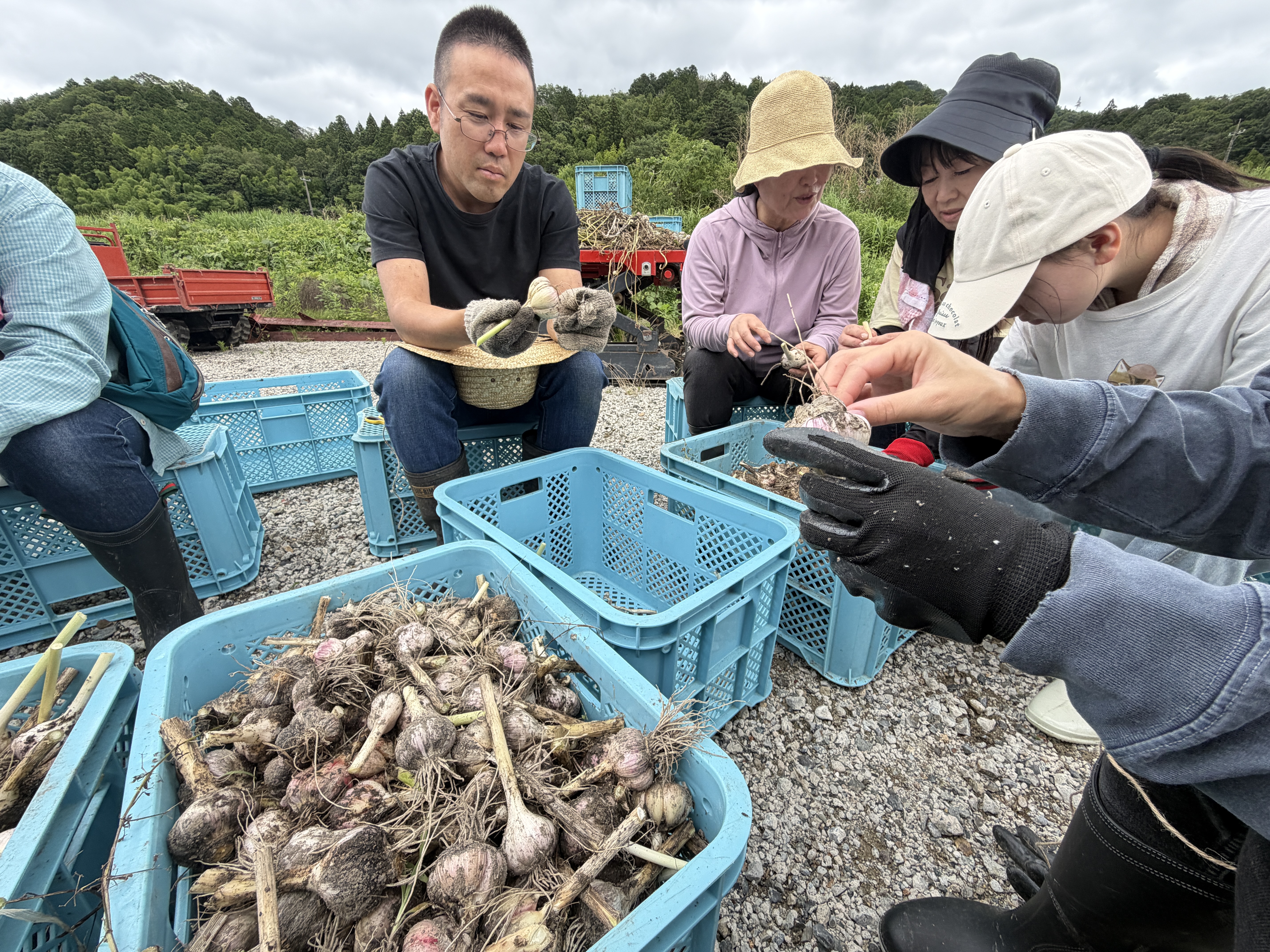 自然栽培・国産にんにく500ｇ（玉）8 ～ 9個 画像4