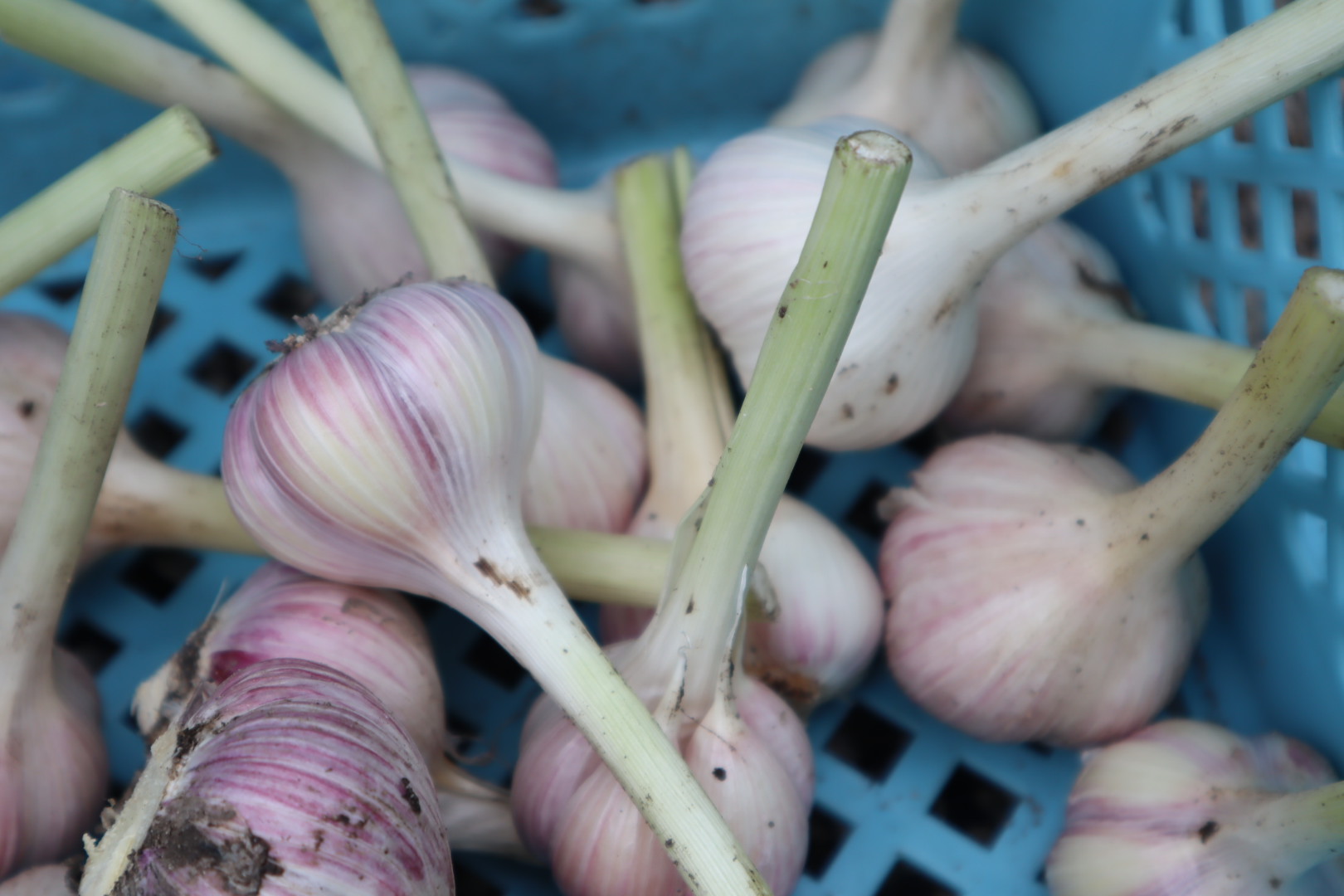 自然栽培・国産にんにく500ｇ（玉）8 ～ 9個 画像5