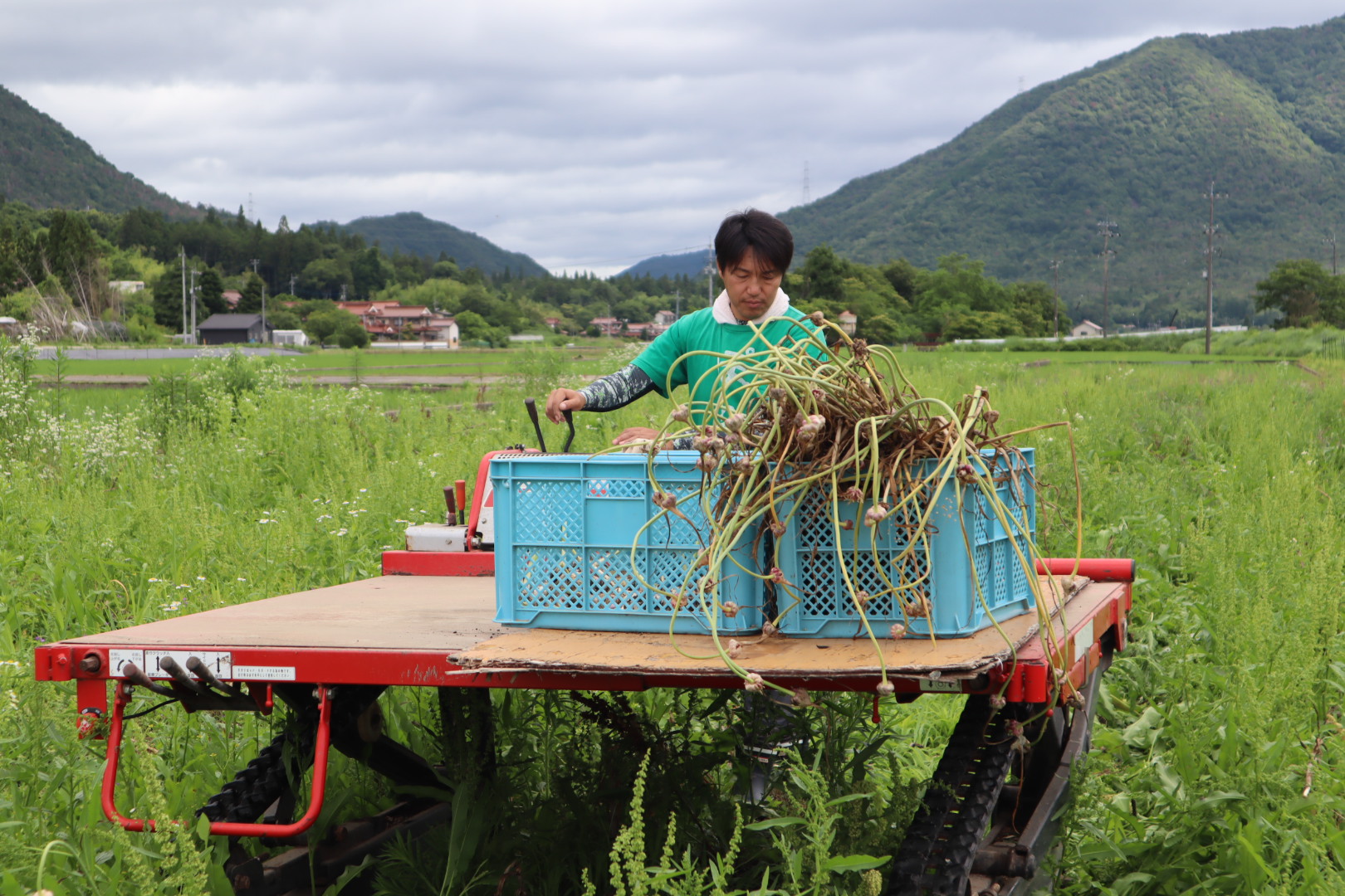自然栽培・国産にんにく500ｇ（玉）8 ～ 9個 画像7