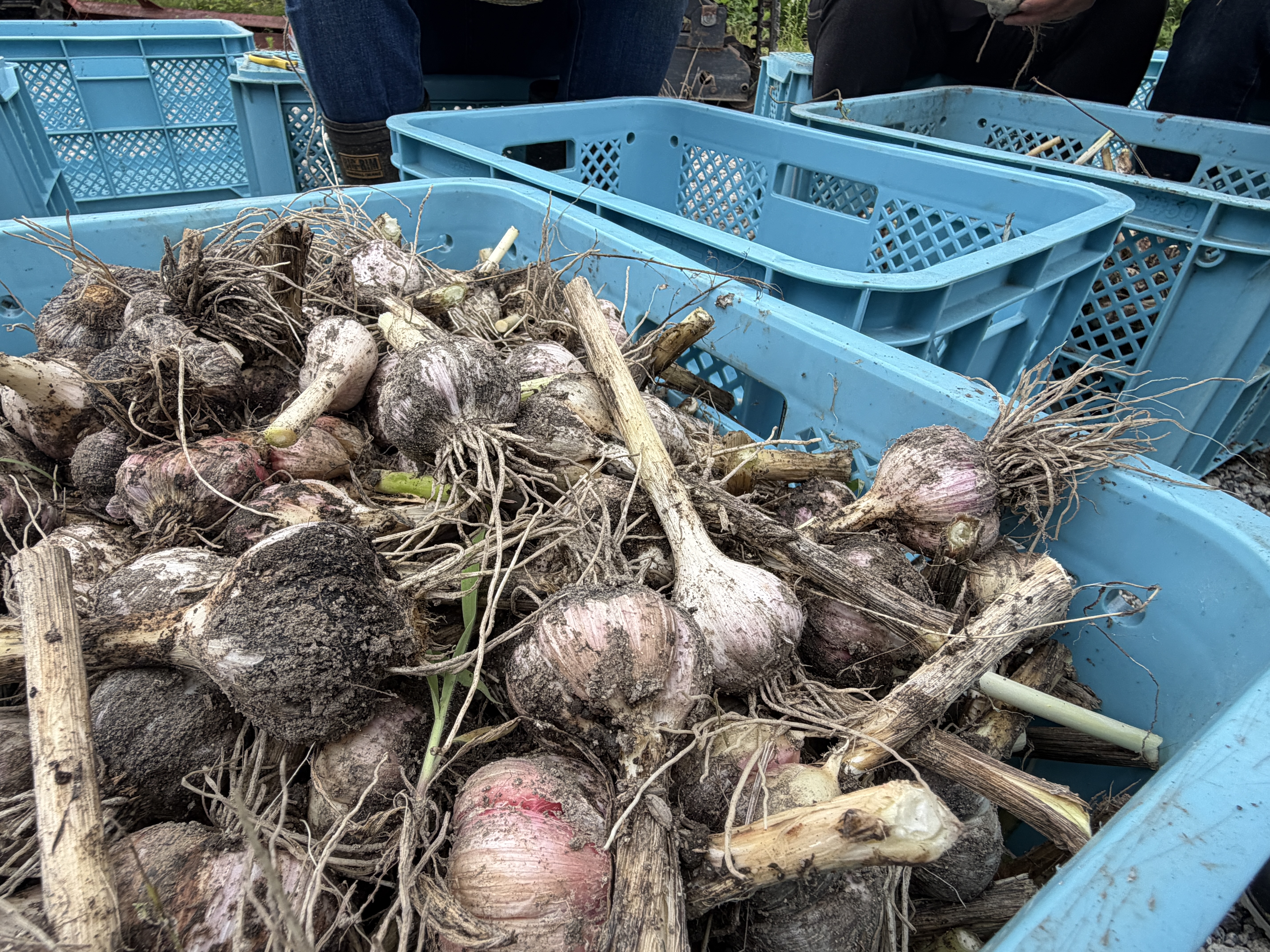 自然栽培・国産にんにく500ｇ（玉）8 ～ 9個 画像8