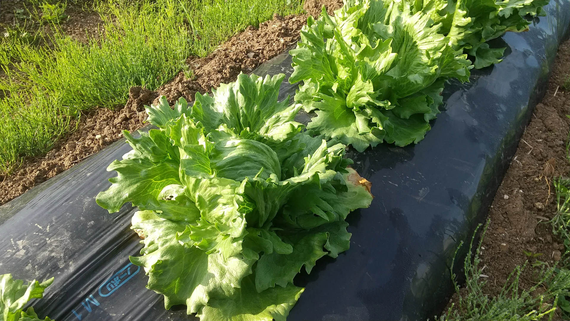 自然栽培/旬の野菜7種セットM 画像2