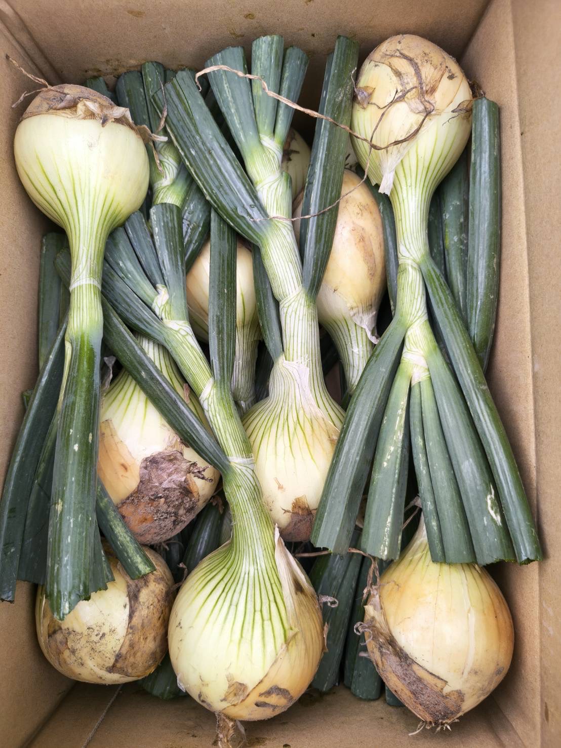【たっぷり7kg！大満足の大きめ混合サイズ（20個前後入）】野菜ソムリエ厳選！たろちゃん農園の「旬の野菜宝箱」〜規格外だからお得！甘い玉ねぎ