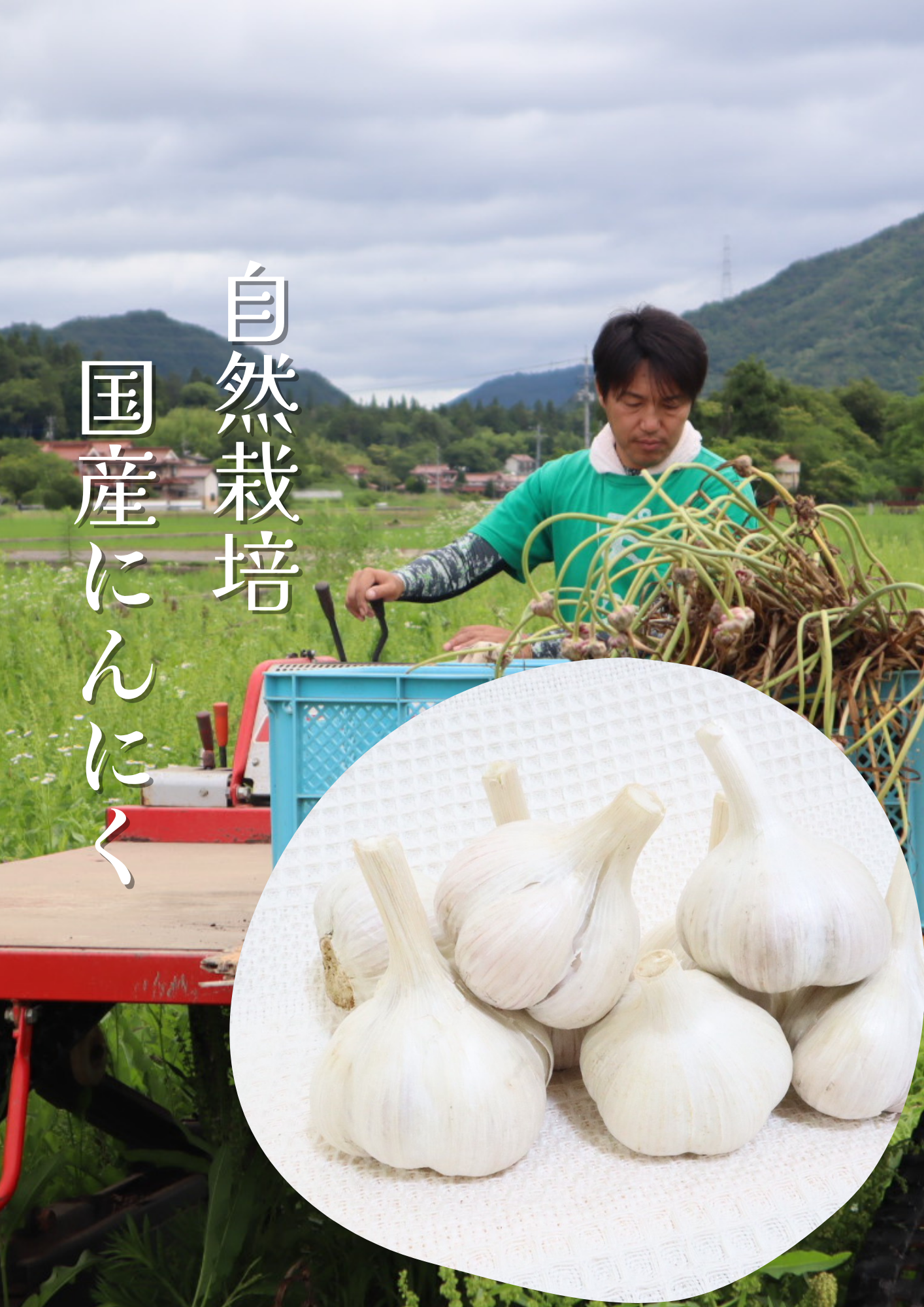 自然栽培・国産にんにく500ｇ（玉）8 ～ 9個