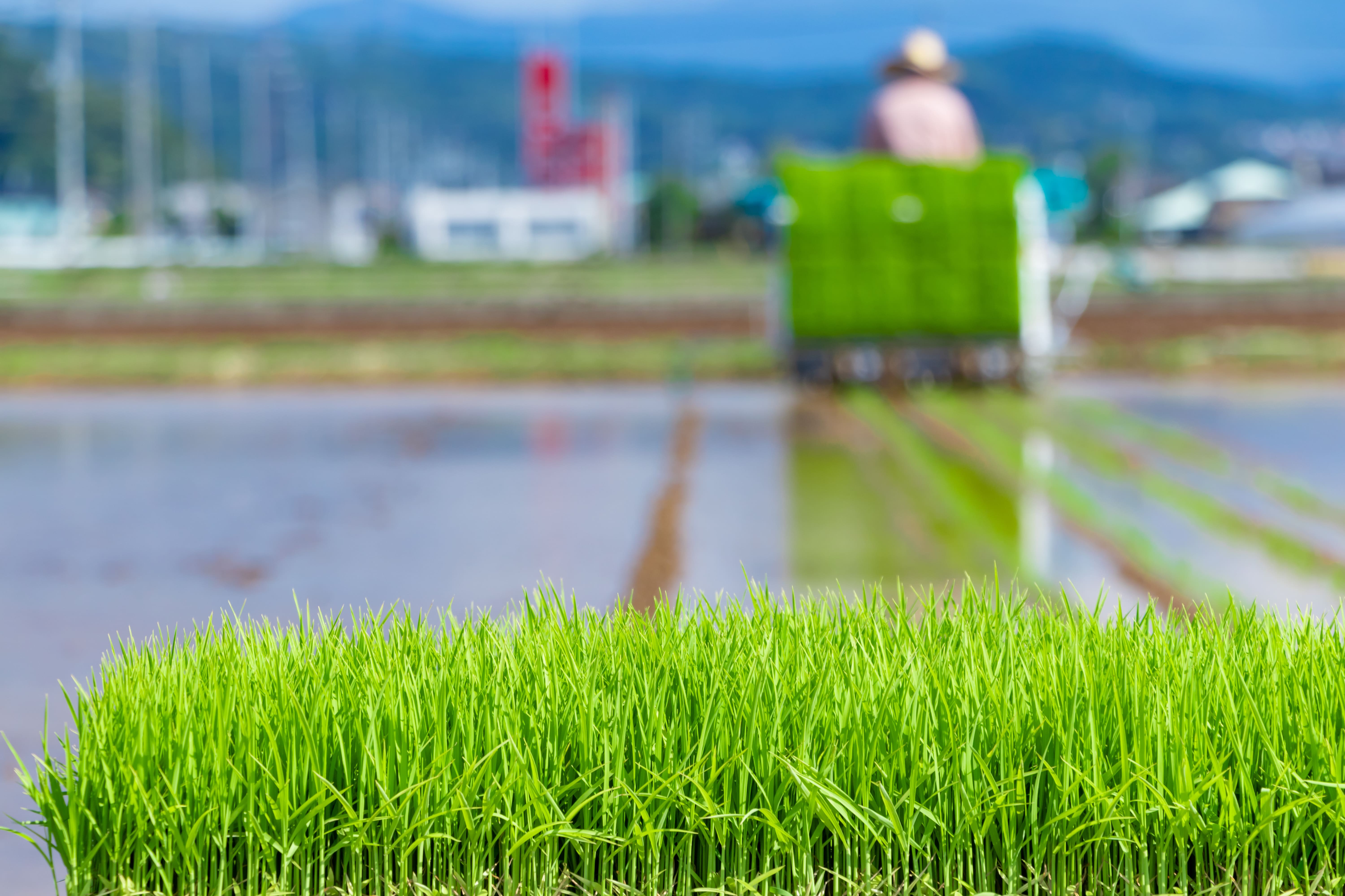 未来につながる　田植え体験