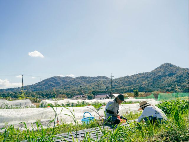 カゴいっぱい収穫！ソニックファームの野菜収穫体験